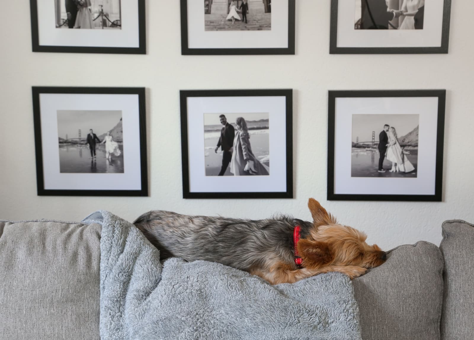 a dog laying on top of a couch next to pictures on the wall
