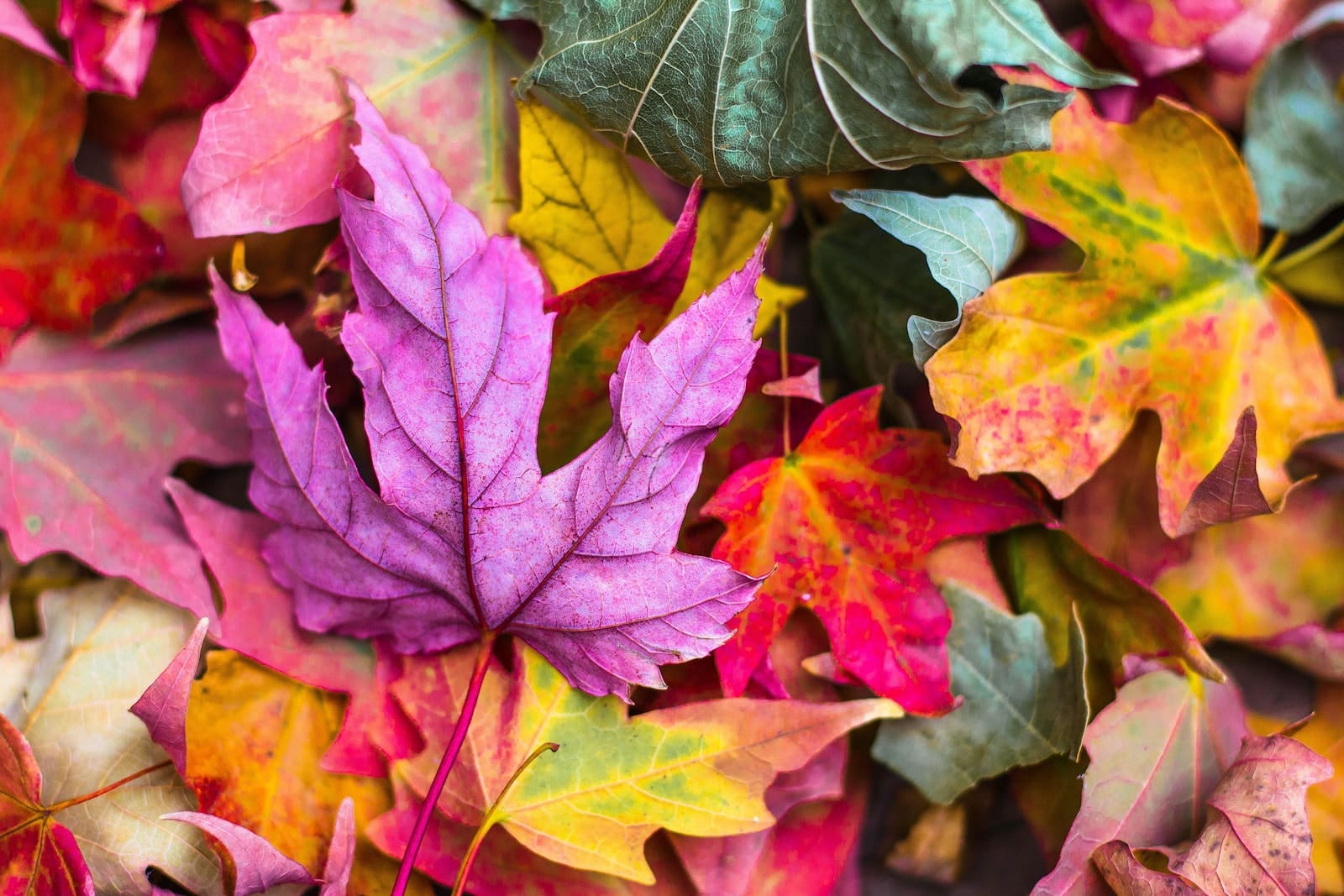flat lay photography of purple and red leaves
